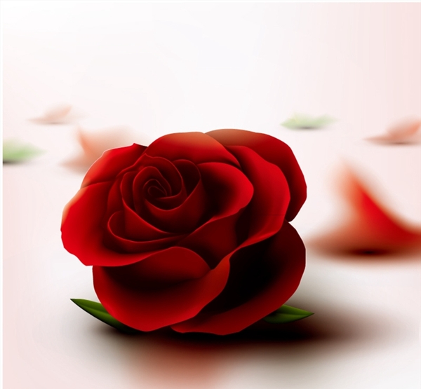 质感红玫瑰花图片
