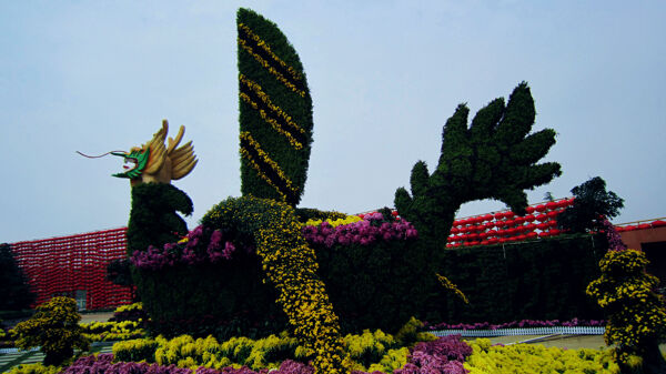 菊花展览龙的象征图片