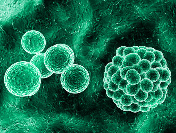 绿色磨菇状微生物图片