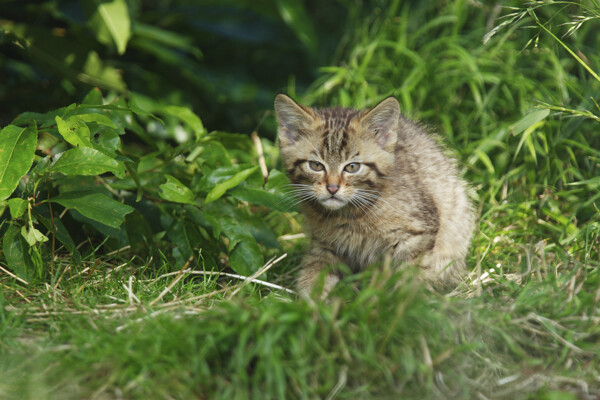 可爱小猫咪