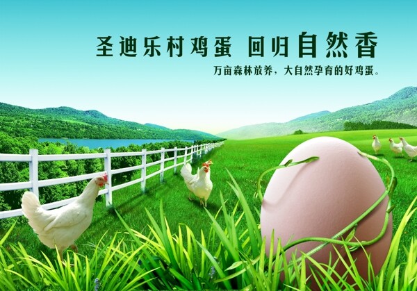 绿色鸡蛋广告