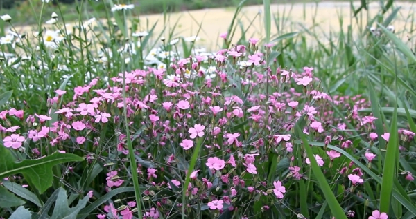 风吹麦蓝菜