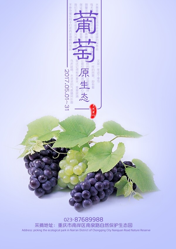 紫色葡萄蓝色葡萄葡萄