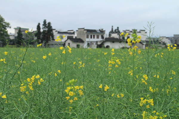 油菜花下的宏村图片