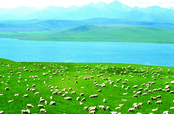 河边草原羊图片