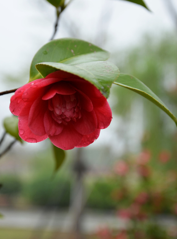 茶花图片