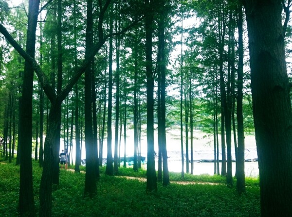 湖边的小树林