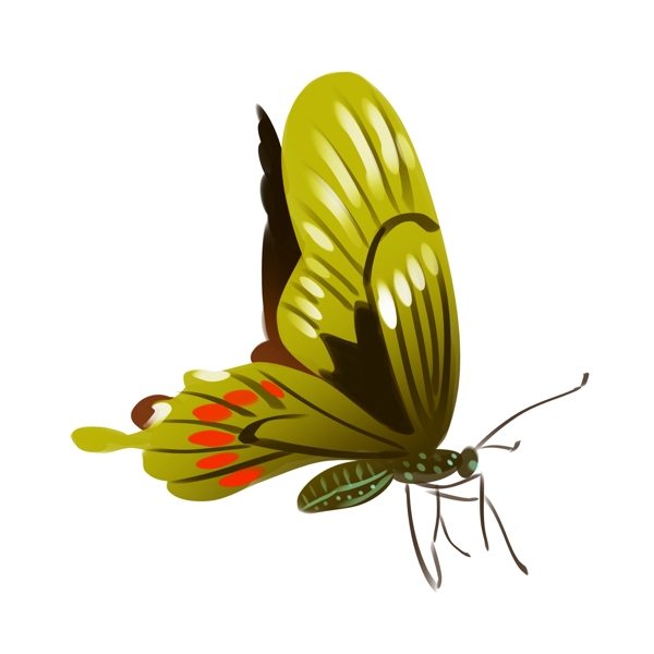 黄绿色的蝴蝶插画