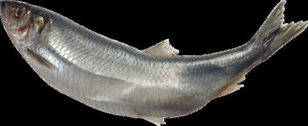 灰色海底鱼类图片免抠png透明图层素材