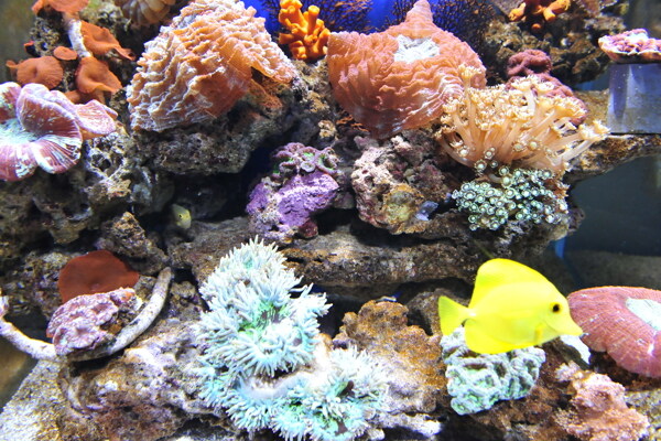 海水缸图片