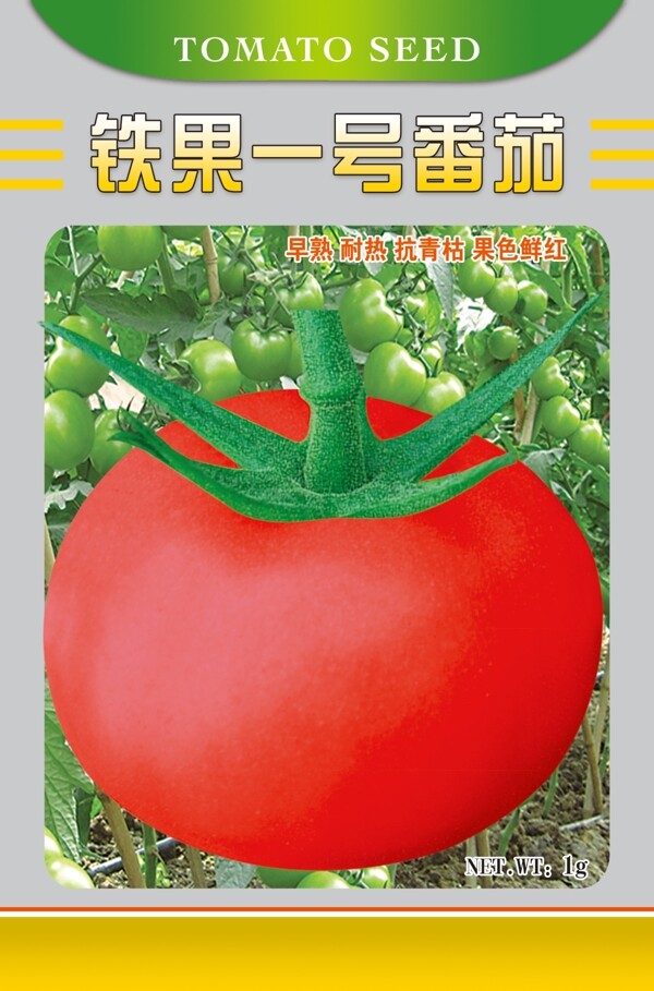 铁果一号番茄2