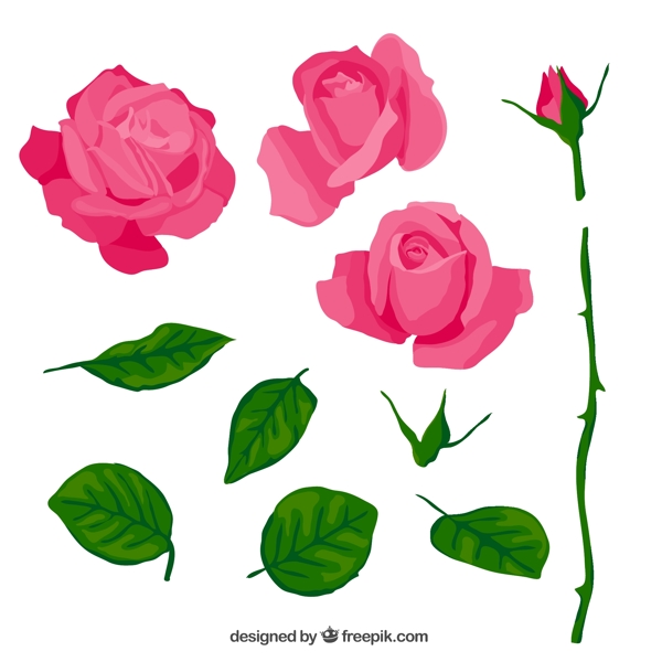 粉色玫瑰与叶子图片