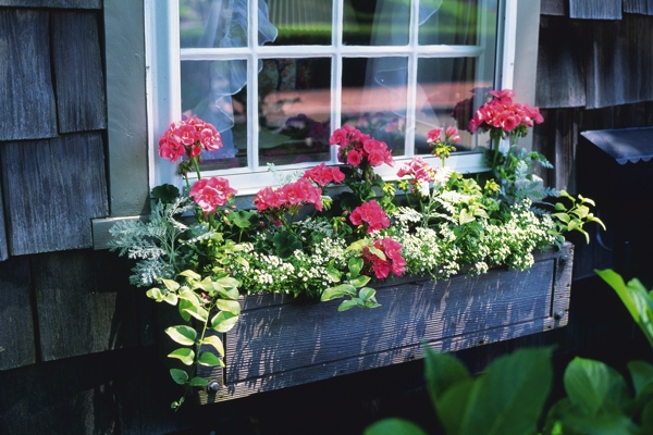 阳台花卉种植图片