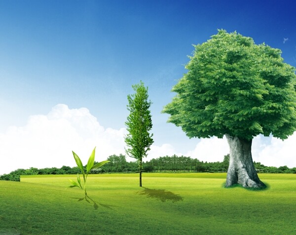 树的成长过程大树幼苗图片