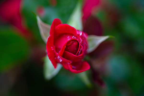 雨雨点玫瑰自然珠绣湿