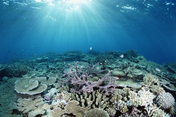 海洋生物图片