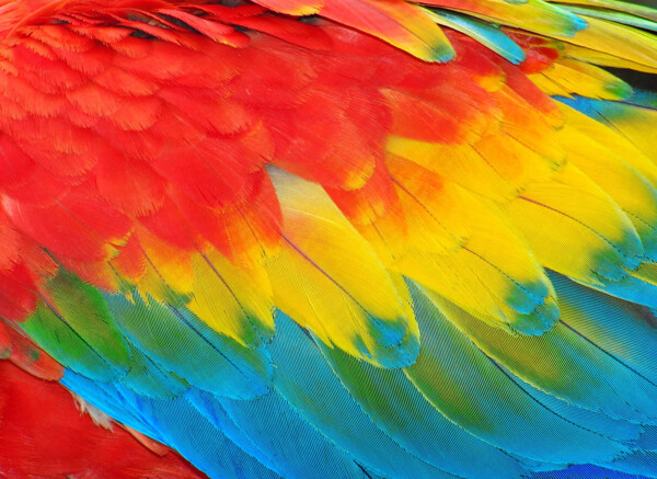 彩色的鹦鹉羽毛图片