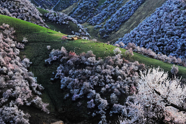 杏花沟图片