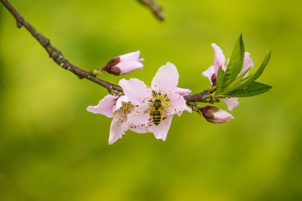 桃花上采蜜的蜜蜂