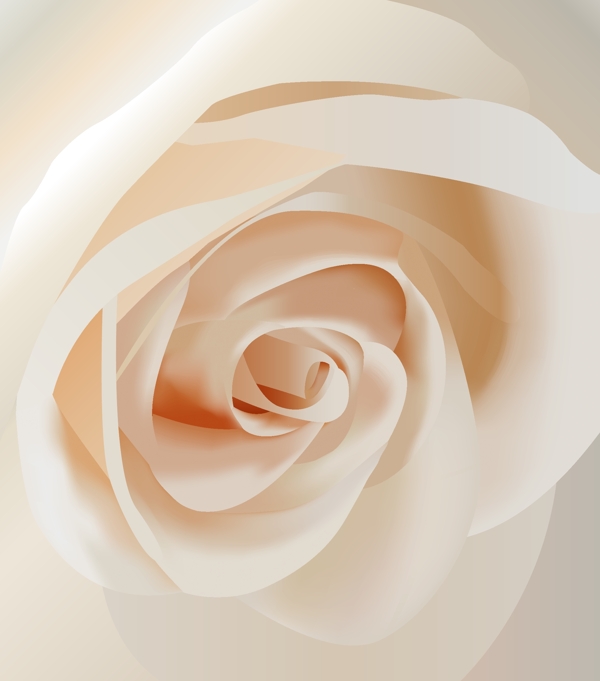 白色玫瑰花特写矢量素材
