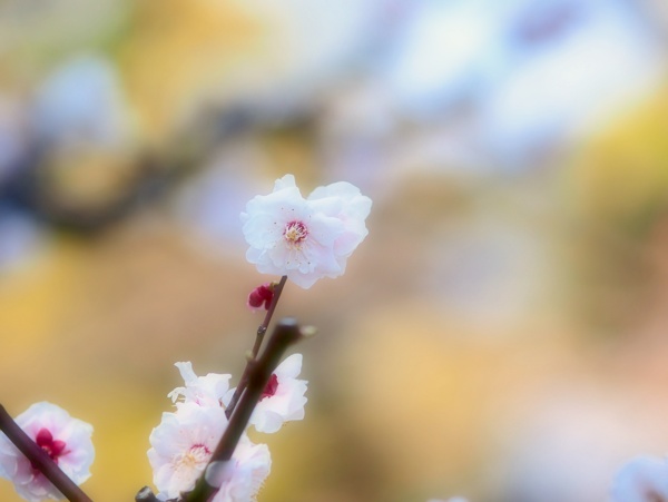 春季桃花摄影图片