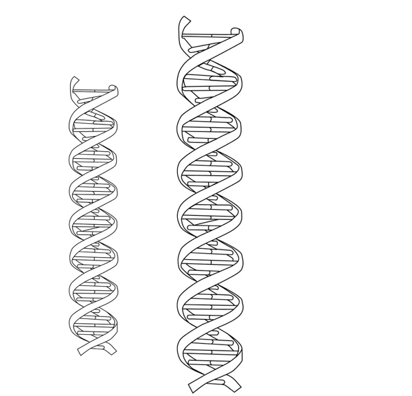 DNA元素矢量