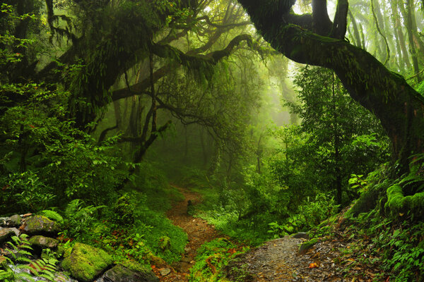 热带雨林风景图片