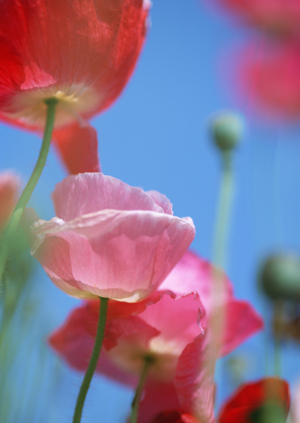 高清图库素材阳光鲜花