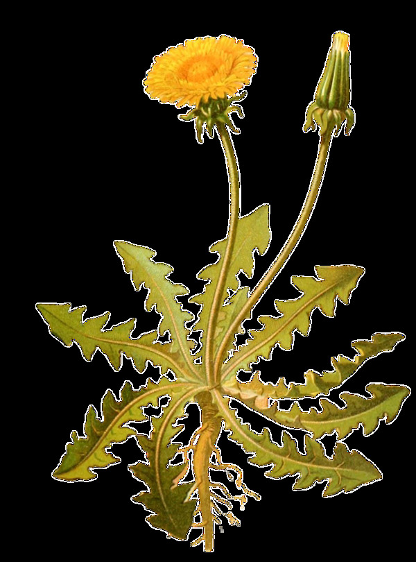 手绘黄色花朵植物透明装饰素材