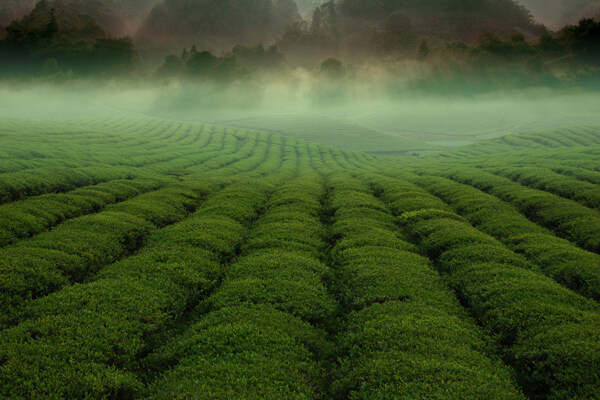 唯美绿色茶叶风景图片