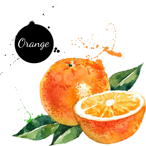 水彩水果橙子图片