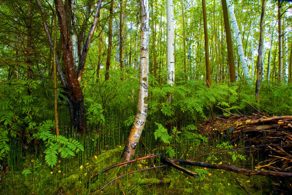 西伯利亚树林风景图片