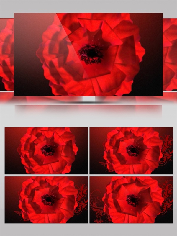 热烈红玫瑰高清视频素材