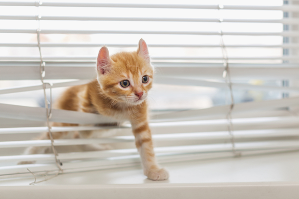 穿过百叶窗的猫咪图片