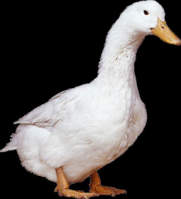 白色羽毛的鸭子图片免抠png透明图层素材
