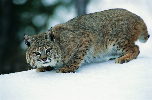 雪地上的大猫图片