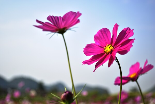 格桑花幸福花花图片