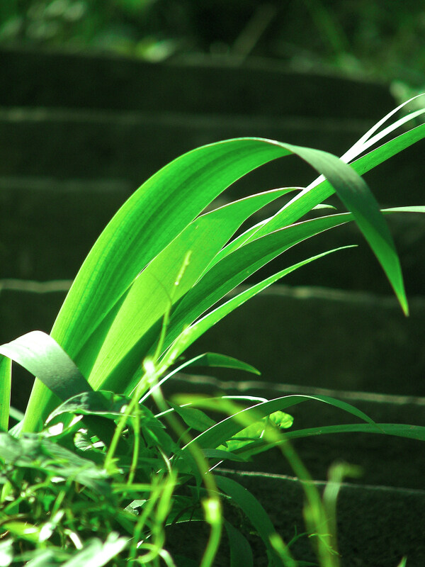 山水风景绿叶草地绿草小草