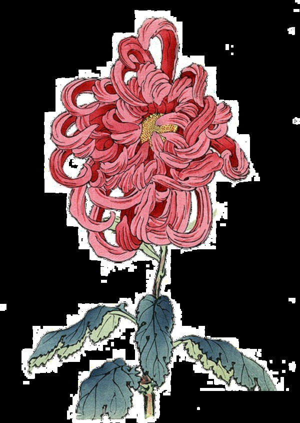 深粉色雅致手绘菊花装饰元素