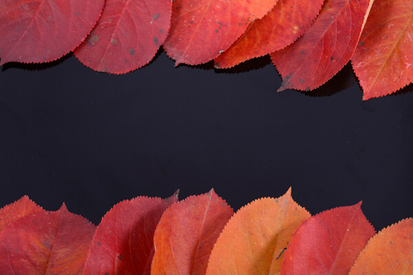 秋天红叶背景