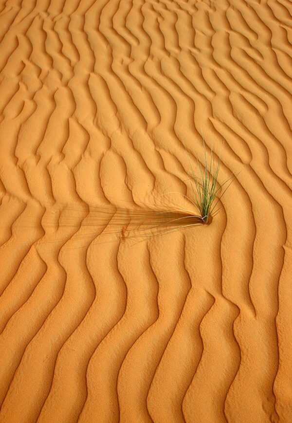 沙漠中的绿草