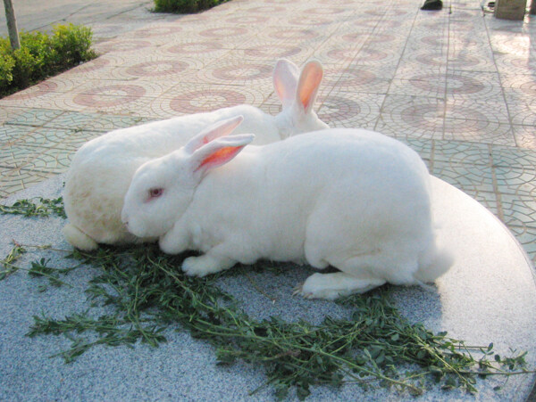 獭兔纯白兔