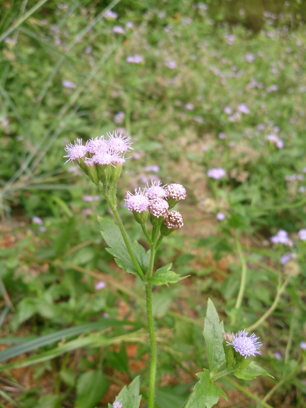 小蓟花