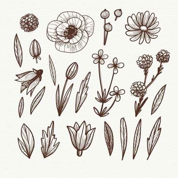 手绘线描花卉植物插图素材
