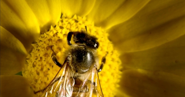 蜜蜂与花高清视频素材
