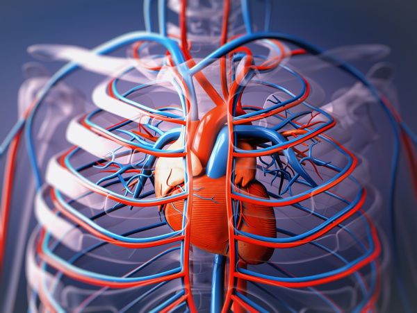 心脏血管器官图片