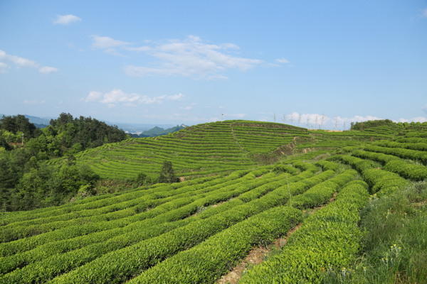 美丽的茶海