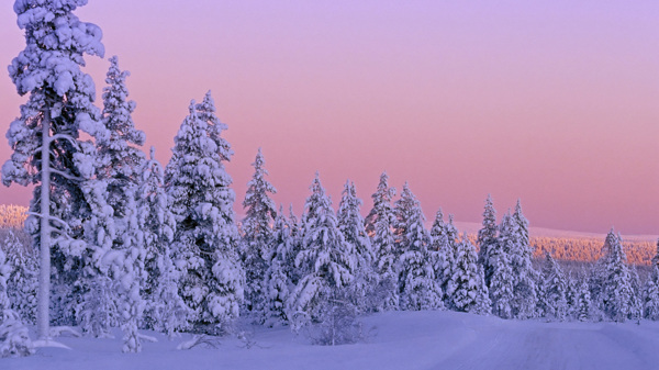 冬天树林雪景图片