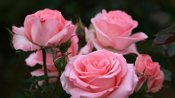 美丽的粉色玫瑰花图片