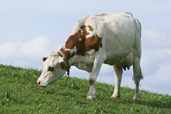 草地上的奶牛摄影